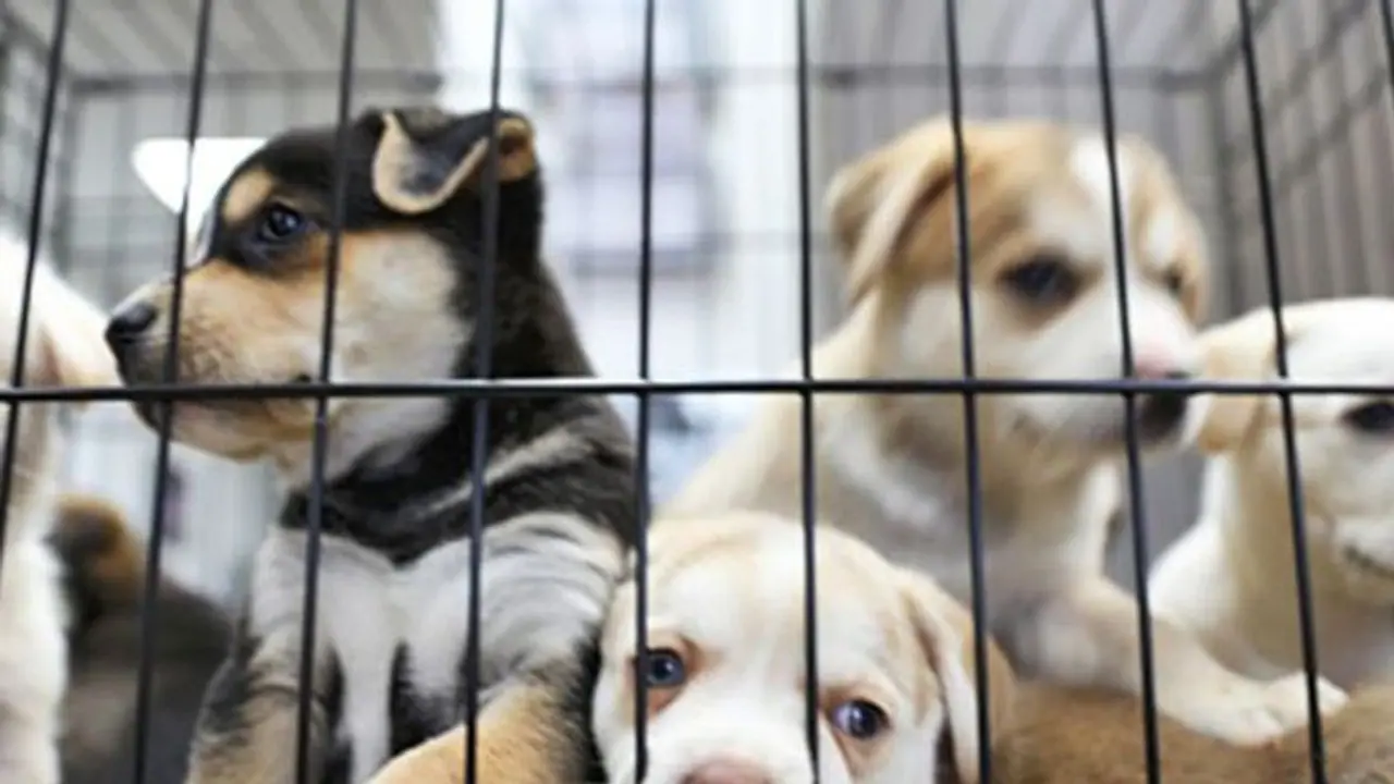 Amid coronavirus, this Chinese city bans eating cats and dogs Amid coronavirus, this Chinese city bans eating cats and dogs