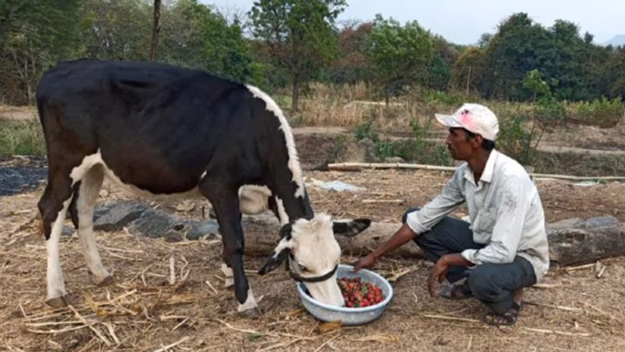 ലോക്ക്ഡൗണ്‍; കന്നുകാലികള്‍ക്ക് കഴിക്കാന്‍ സ്‌ട്രോബെറിയും ബ്രൊക്കോളിയും...