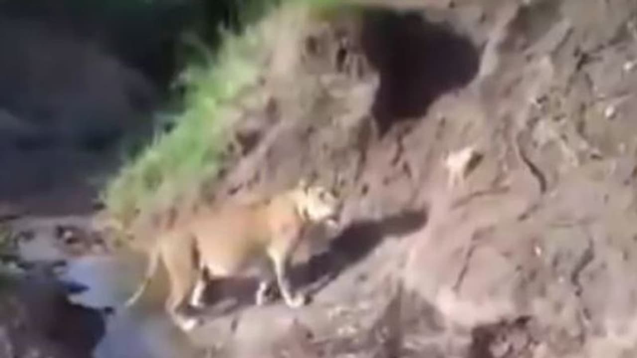 അരുവി മുറിച്ചുകടക്കാൻ പേടിച്ചു നിന്ന സിംഹക്കുഞ്ഞിനെ സഹായിക്കുന്ന അമ്മ സിംഹം; ഹൃദയസ്പർശിയായ വീഡിയോ കാണാം