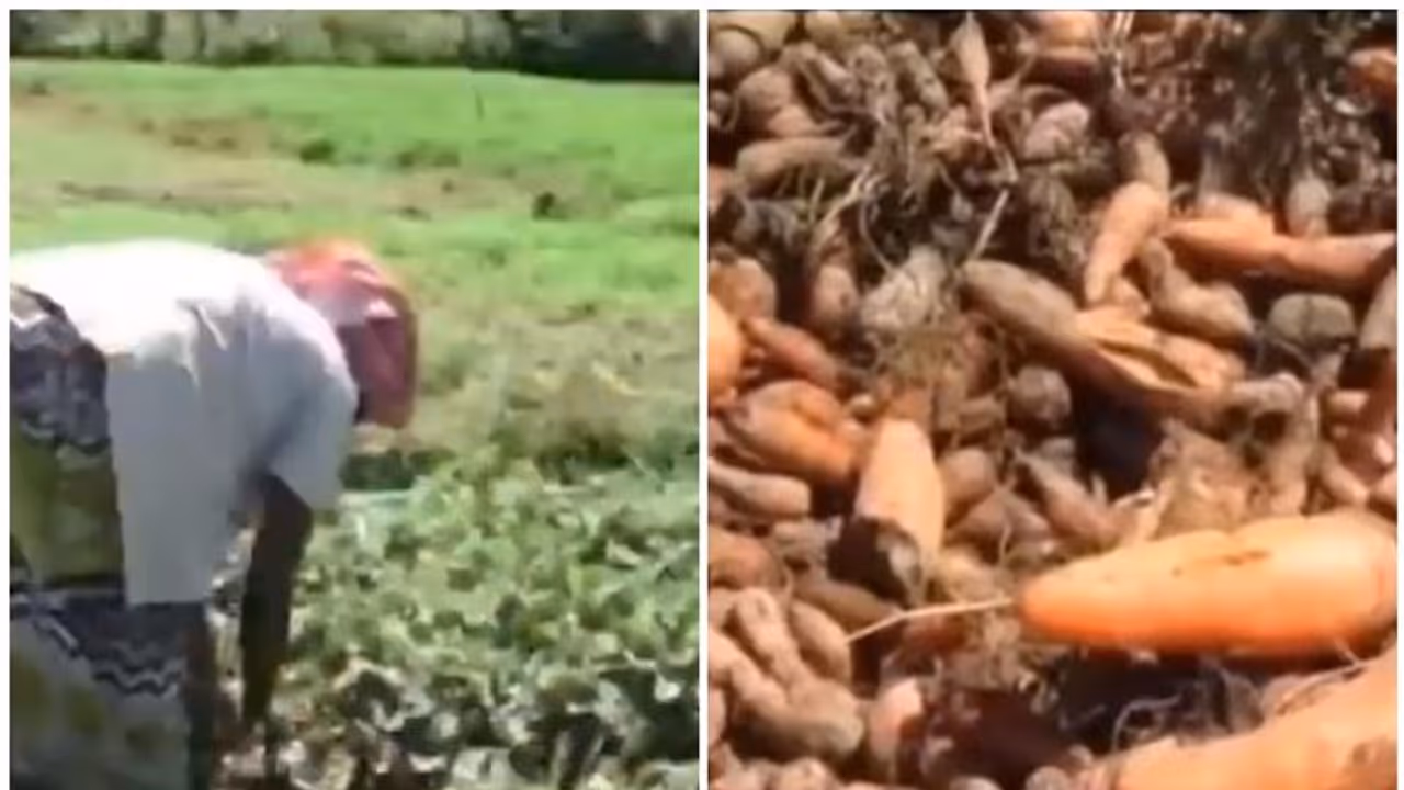 ലോക്ക് ഡൗണിൽ ചരക്ക് നീക്കം നിലച്ചു; പച്ചക്കറികൾ അഴുകി നശിക്കുന്നു, കർഷകർ പ്രതിസന്ധിയിൽ ലോക്ക് ഡൗണിൽ ചരക്ക് നീക്കം നിലച്ചു; പച്ചക്കറികൾ അഴുകി നശിക്കുന്നു, കർഷകർ പ്രതിസന്ധിയിൽ