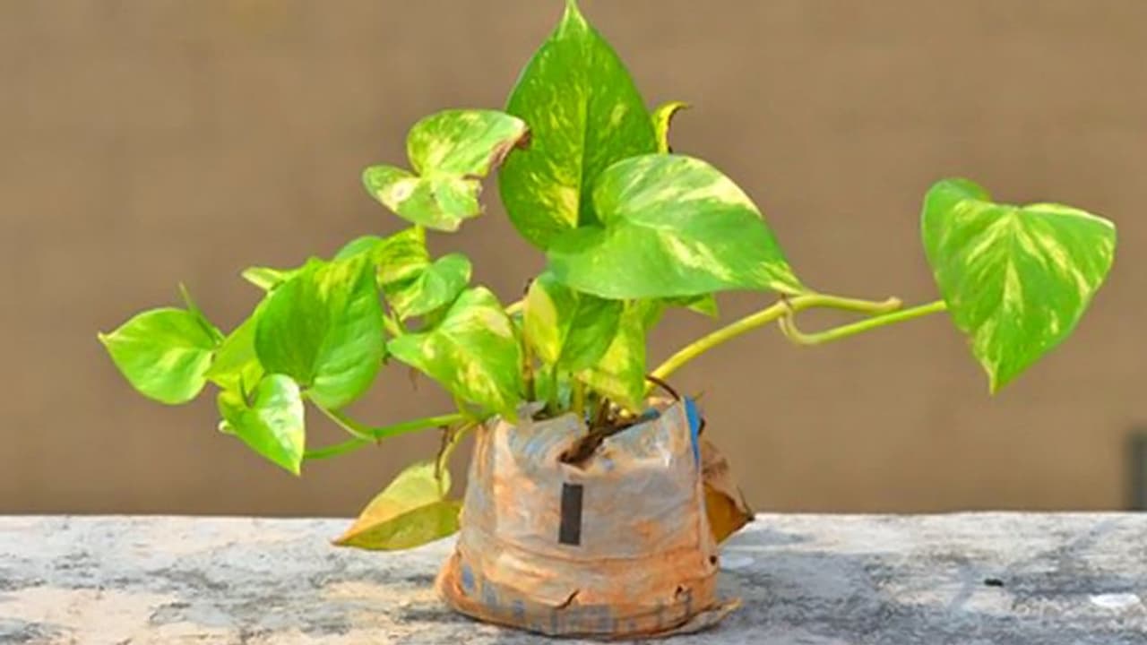 वास्तु: घर में लगाएं मनी प्लांट तो इन बातों का भी रखें ध्यान, नहीं तो हो सकता है नुकसान वास्तु: घर में लगाएं मनी प्लांट तो इन बातों का भी रखें ध्यान, नहीं तो हो सकता है नुकसान