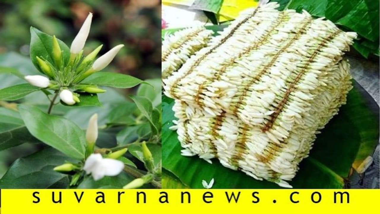 ಲಾಕ್ಡೌನ್: ಉತ್ಸವಗಳಿಲ್ಲದೆ ಮಲ್ಲಿಗೆ ಬೆಳೆಗಾರರಿಗೆ ಕೋಟ್ಯಂತರ ರು. ನಷ್ಟ ಲಾಕ್ಡೌನ್: ಉತ್ಸವಗಳಿಲ್ಲದೆ ಮಲ್ಲಿಗೆ ಬೆಳೆಗಾರರಿಗೆ ಕೋಟ್ಯಂತರ ರು. ನಷ್ಟ