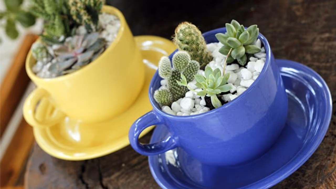 സ്ഥലത്തെ കുറിച്ച് വിഷമിക്കേണ്ട, വീട്ടിനകത്ത് ചെടികള്‍ക്കായി ടെറേറിയം ഒരുക്കാം