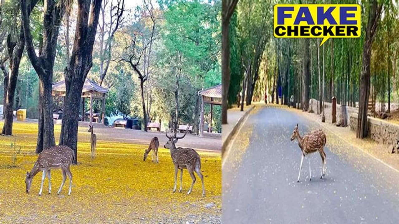 Fact Check. लॉकडाउन में खाली सड़के देख बाहर निकले जानवर, कहां का है ये खूबसूरत नजारा? Fact Check. लॉकडाउन में खाली सड़के देख बाहर निकले जानवर, कहां का है ये खूबसूरत नजारा?