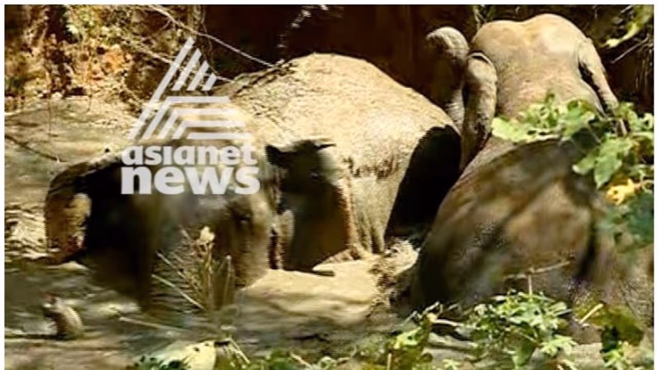 വയനാട് മേപ്പാടിയില് ചെളിക്കുളത്തില് വീണ കാട്ടാനകളെ ജെസിബിയുപയോഗിച്ച് കരയ്ക്ക് കയറ്റി വയനാട് മേപ്പാടിയില് ചെളിക്കുളത്തില് വീണ കാട്ടാനകളെ ജെസിബിയുപയോഗിച്ച് കരയ്ക്ക് കയറ്റി