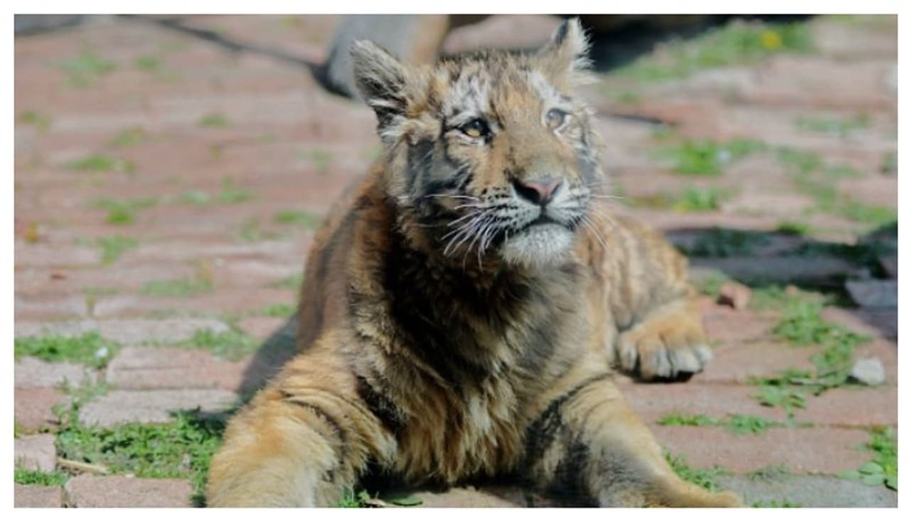 அமெரிக்க பெண்புலிக்கு கொரோனா..! விலங்குகளையும் தாக்கியது கொடிய வைரஸ்..! அமெரிக்க பெண்புலிக்கு கொரோனா..! விலங்குகளையும் தாக்கியது கொடிய வைரஸ்..!