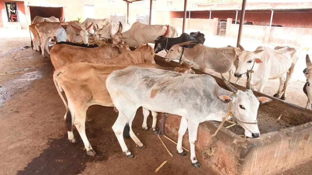 ಕೊರೋನಾ ಎಫೆಕ್ಟ್: ರಾಸುಗಳಿಗೆ ಮೇವಿನ ಕೊರತೆ