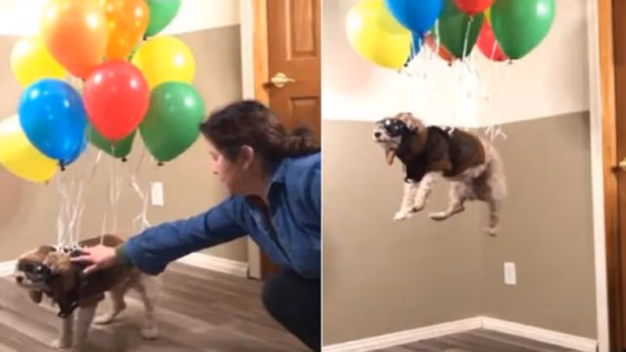 പറന്നുകളിക്കുന്ന പട്ടിക്കുഞ്ഞ്; വൈറലായി ടിക് ടോക് വീഡിയോ...