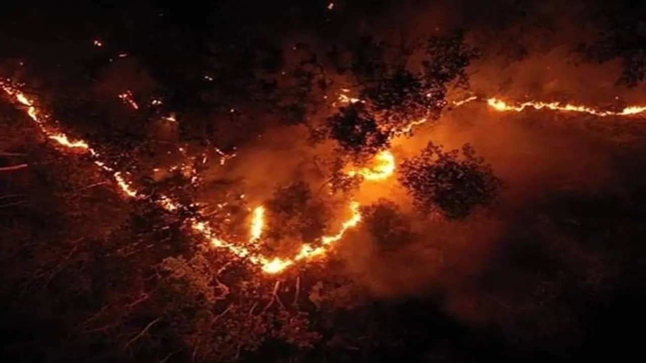 Uttarakhand's violent forest fires: The burning issue and threat to nature Uttarakhand's violent forest fires: The burning issue and threat to nature
