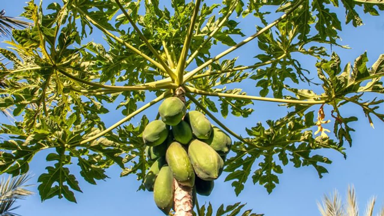 പപ്പായ കൃഷി ഒരു തൊഴിൽ സാധ്യത കൂടിയാണ്; ഇങ്ങനെ കൃഷിയൊരുക്കാം