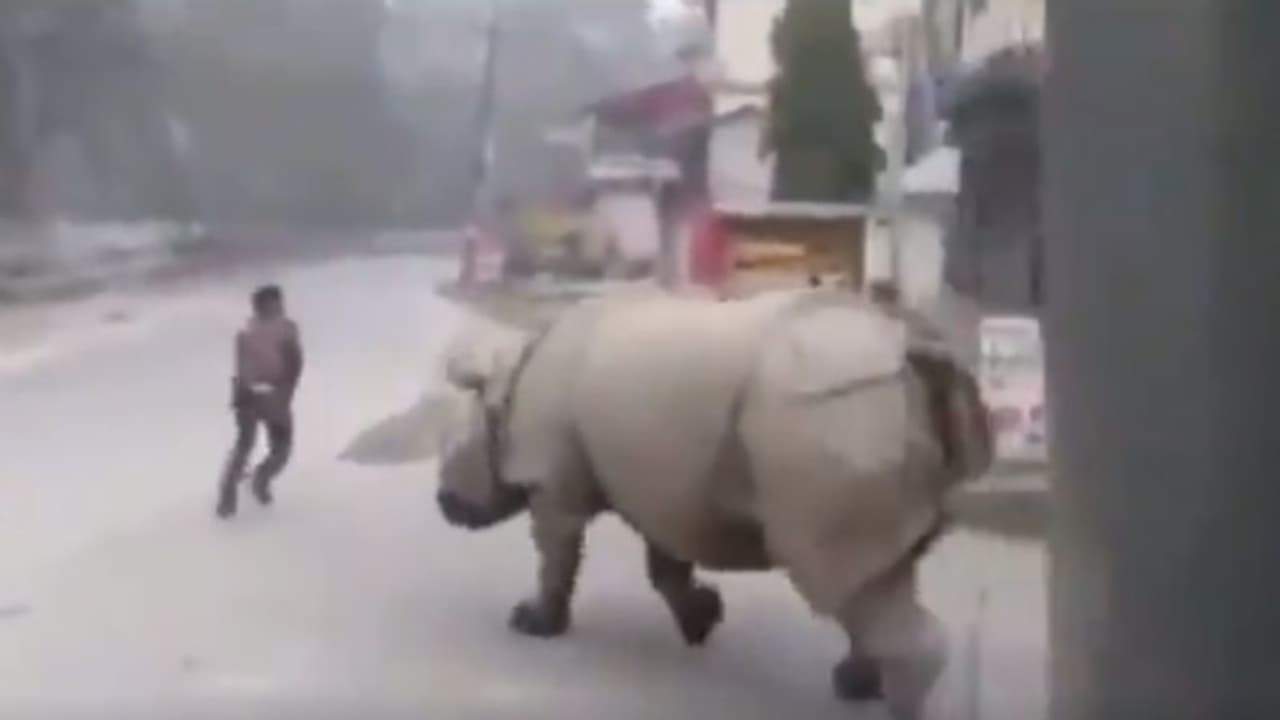 লকডাউনে রাস্তায় থাকা মানুষকে গন্ডারের তাড়া, নেট দুনিয়ায় ভাইরাল ভিডিয়ো লকডাউনে রাস্তায় থাকা মানুষকে গন্ডারের তাড়া, নেট দুনিয়ায় ভাইরাল ভিডিয়ো