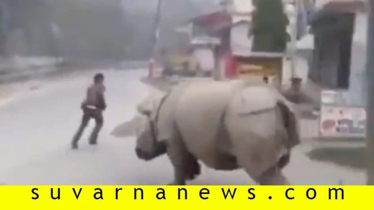 ಲಾಕ್‌ಡೌನ್‌ ವೇಳೆ ರಸ್ತೆಗಿಳಿದವನ ಅಡ್ಡಾಡಿಸಿದ ಖಡ್ಗಮೃಗ!