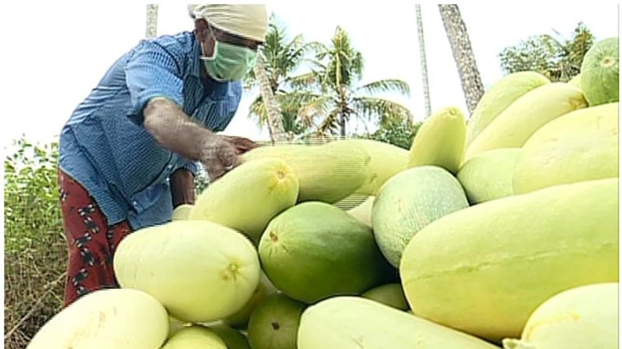 പൊട്ടുവെള്ളരി കര്ഷകർ ദുരിതത്തിൽ: കച്ചവടമില്ല, ലക്ഷങ്ങളുടെ കടബാധ്യത പൊട്ടുവെള്ളരി കര്ഷകർ ദുരിതത്തിൽ: കച്ചവടമില്ല, ലക്ഷങ്ങളുടെ കടബാധ്യത