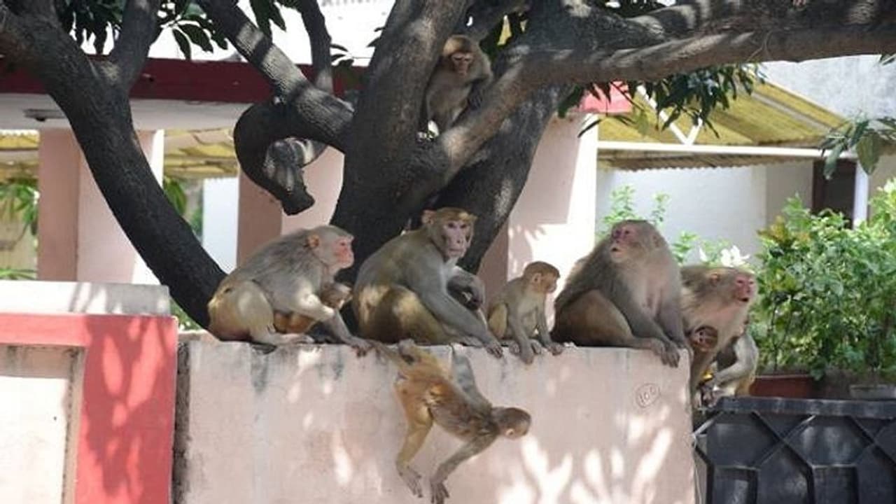 लाकडाउन में भूख से परेशान हैं बंदर, खाने को नहीं मिल रहा तो कर रहे हमला लाकडाउन में भूख से परेशान हैं बंदर, खाने को नहीं मिल रहा तो कर रहे हमला