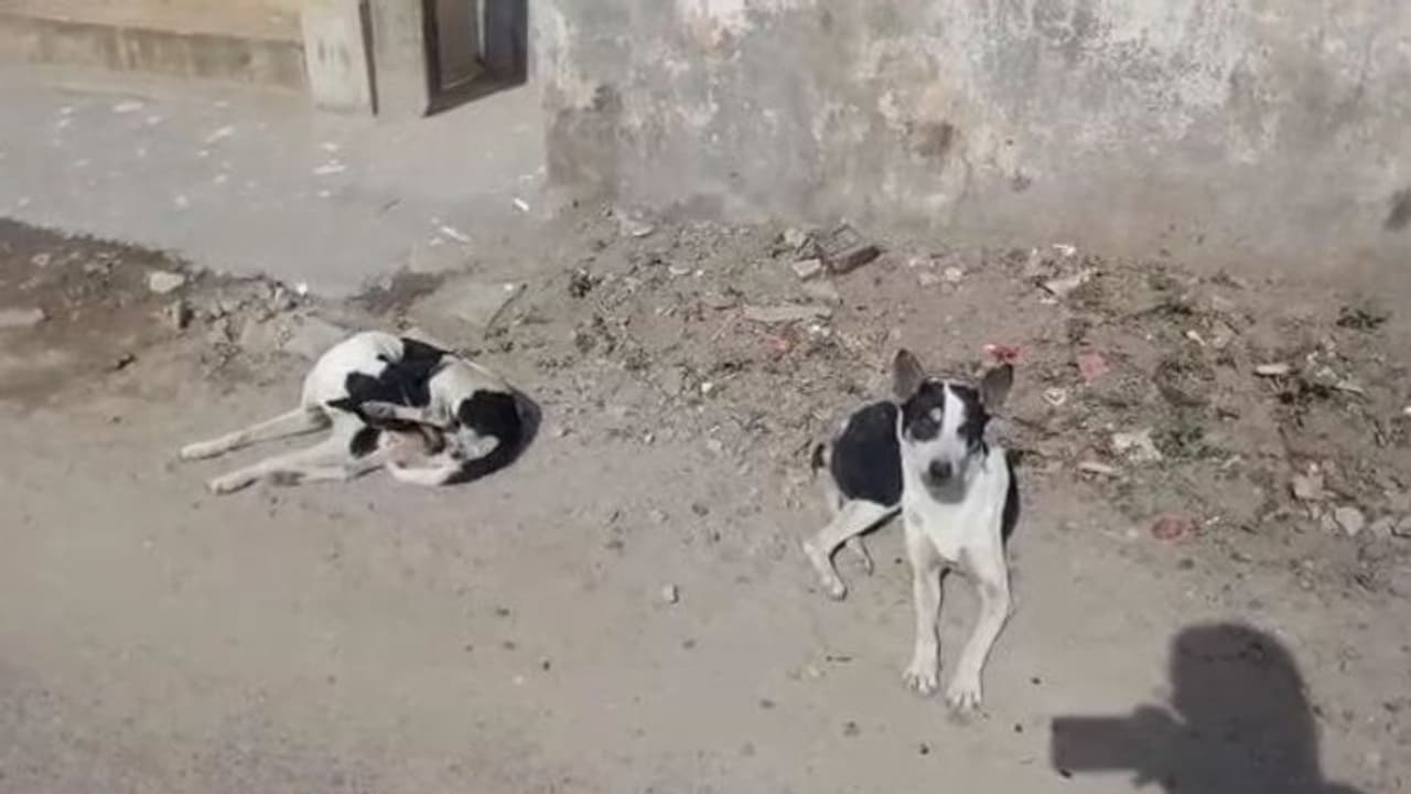অবলা প্রাণীদের উপর 'প্রতিশোধ', খাবারে বিষ মিশিয়ে 'খুন' পথকুকুরদের