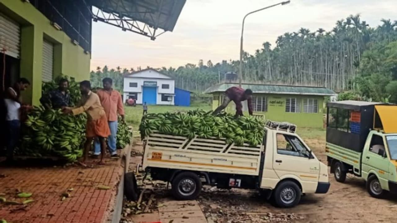 മൂന്ന് ദിവസം, ബത്തേരി താലൂക്കില് നിന്ന് മാത്രം ഹോര്ട്ടി കോര്പ്പ് സംഭരിച്ചത് 20 ടണ്ണിലധികം പച്ചക്കറി മൂന്ന് ദിവസം, ബത്തേരി താലൂക്കില് നിന്ന് മാത്രം ഹോര്ട്ടി കോര്പ്പ് സംഭരിച്ചത് 20 ടണ്ണിലധികം പച്ചക്കറി
