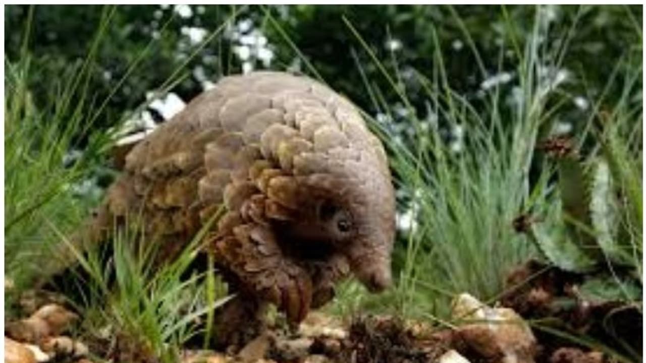 കൊറോണ വൈറസ് ജൈവായുധമോ; കിംവദന്തികള്ക്ക് പിന്നിലെ സത്യമെന്താണ്? കൊറോണ വൈറസ് ജൈവായുധമോ; കിംവദന്തികള്ക്ക് പിന്നിലെ സത്യമെന്താണ്?