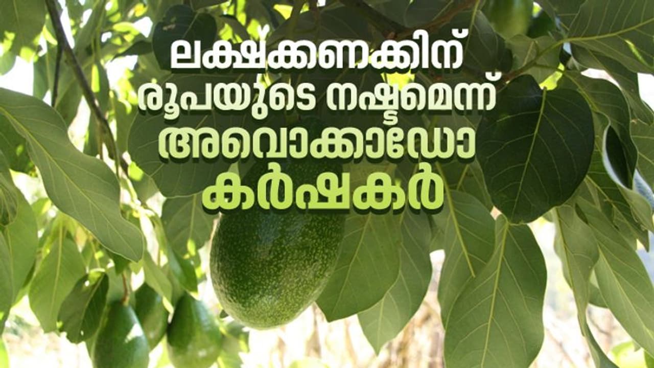 അവൊക്കാഡോ പഴങ്ങള്‍ വീട്ടുമുറ്റത്ത് കുന്നുകൂടുന്നു, വില്‍പ്പനയ്‌ക്കെത്തിക്കാന്‍ മാര്‍ഗമില്ലെന്ന് കര്‍ഷകര്‍