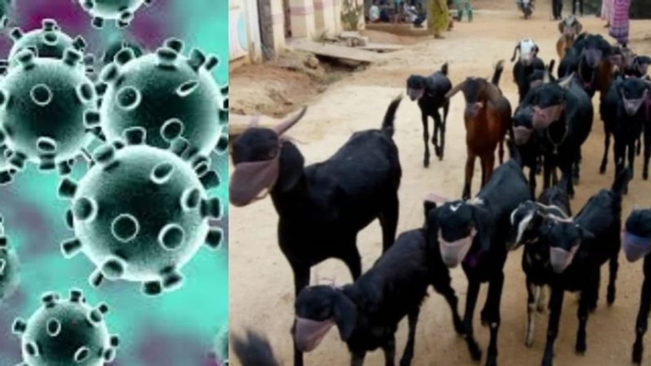 മുൻകരുതൽ; അമേരിക്കയിൽ കടുവയ്ക്ക് കൊവിഡ് സ്ഥിരീകരിച്ചതിന് പിന്നാലെ ആടുകളെ മാസ്ക് ധരിപ്പിച്ച് ഉടമ മുൻകരുതൽ; അമേരിക്കയിൽ കടുവയ്ക്ക് കൊവിഡ് സ്ഥിരീകരിച്ചതിന് പിന്നാലെ ആടുകളെ മാസ്ക് ധരിപ്പിച്ച് ഉടമ