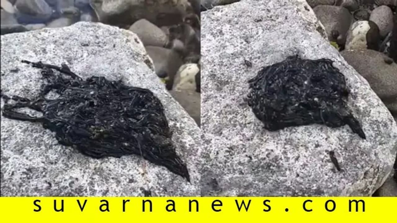 ಕೊರೋನಾ ಭೀತಿ ನಡುವೆ ಪತ್ತೆಯಾಯ್ತು ವಿಚಿತ್ರ ಜೀವಿ: ಕ್ಯಾಮೆರಾದಲ್ಲಿ ಸೆರೆಯಾಯ್ತು ದೃಶ್ಯ!