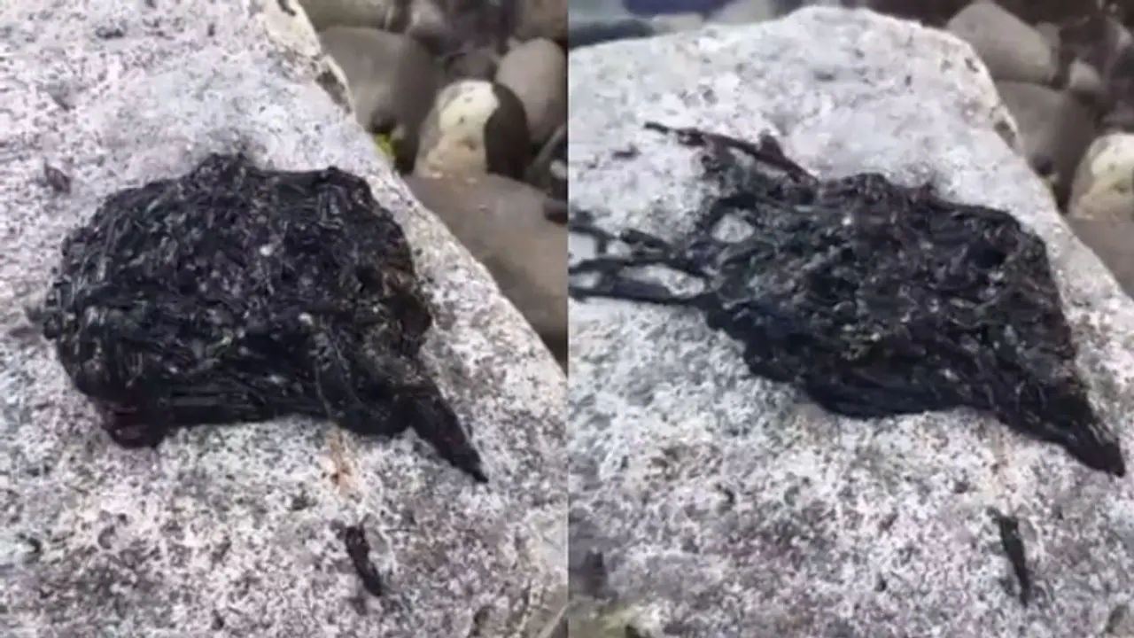 এটা কি কোনও ভিনগ্রহী পরজীবী, রহস্য জল্পনা তুঙ্গে এই ভাইরাল ভিডিও ঘিরে এটা কি কোনও ভিনগ্রহী পরজীবী, রহস্য জল্পনা তুঙ্গে এই ভাইরাল ভিডিও ঘিরে