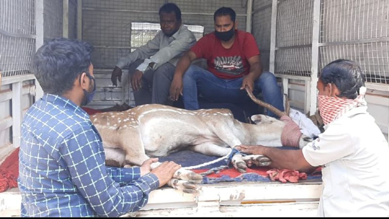 জঙ্গল থেকে বেরোতেই বিপদ, কুকুরের তাড়া খেয়ে খাল পড়ল হরিণ জঙ্গল থেকে বেরোতেই বিপদ, কুকুরের তাড়া খেয়ে খাল পড়ল হরিণ