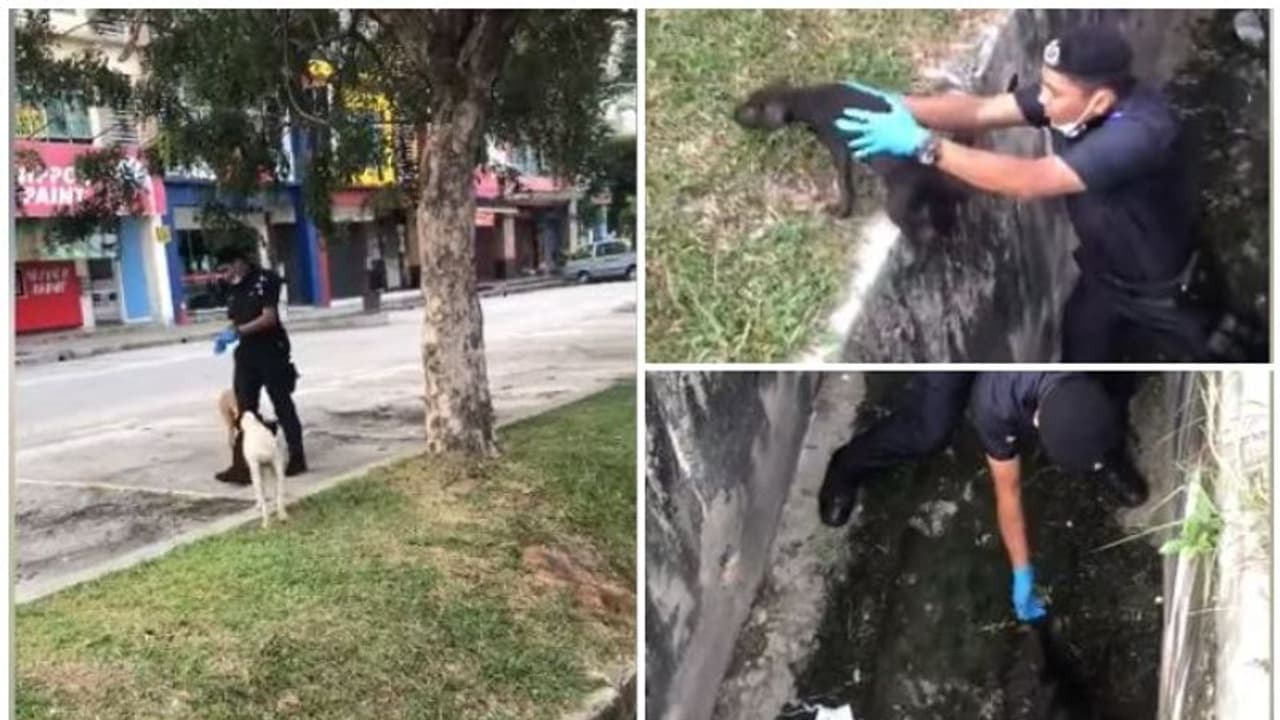 അഴുക്കുചാലില് കുടുങ്ങിയ തെരുവ് നായക്ക് രക്ഷകനായി പൊലീസുകരന് വീഡിയോ വൈറല് അഴുക്കുചാലില് കുടുങ്ങിയ തെരുവ് നായക്ക് രക്ഷകനായി പൊലീസുകരന് വീഡിയോ വൈറല്