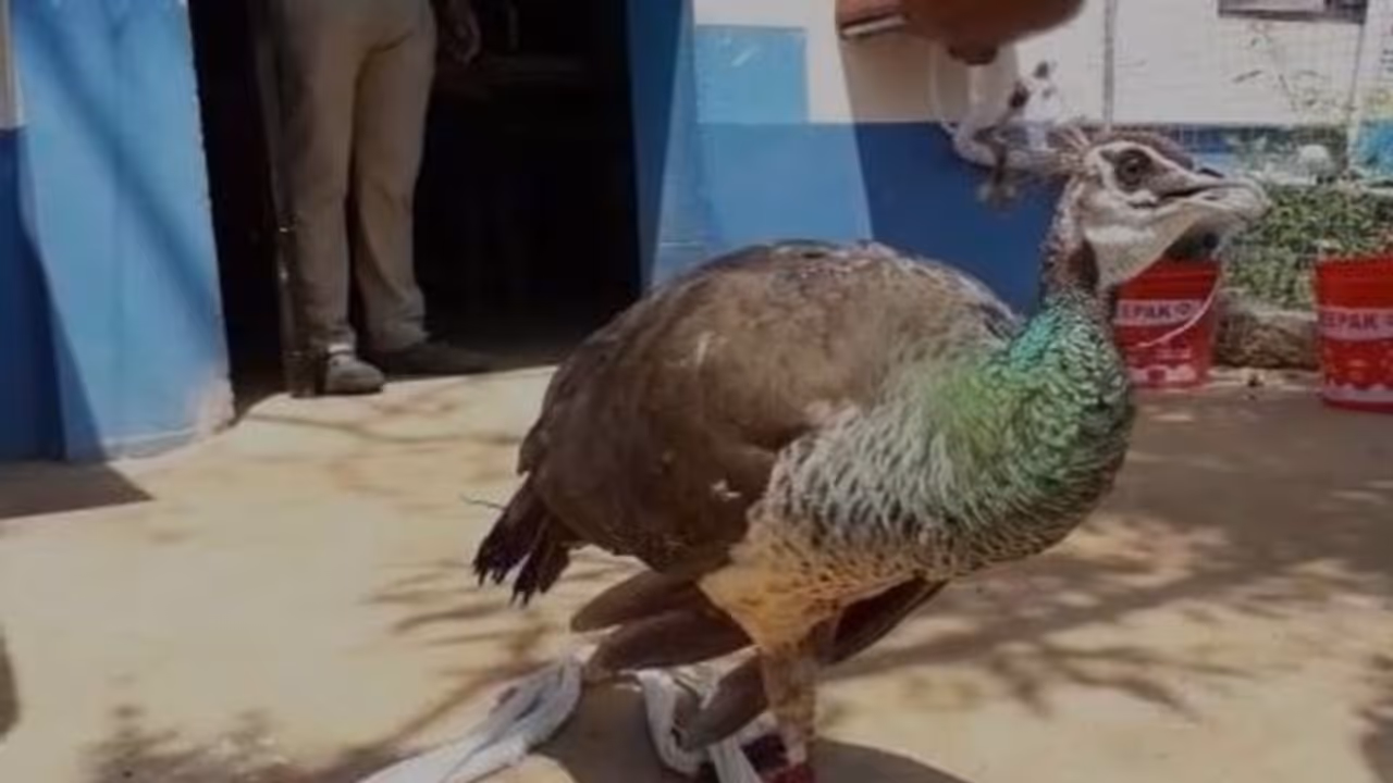 গ্রামের রাস্তায় পেখম মেলেছে ময়ূর, শোরগোল বেলদায় গ্রামের রাস্তায় পেখম মেলেছে ময়ূর, শোরগোল বেলদায়