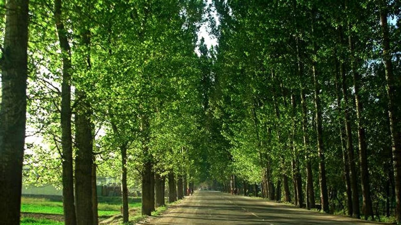 গাছ থেকেও ছড়াচ্ছে করোনা, কাশ্মীরে কাটা পড়ছে শ'য়ে শ'য়ে রুশ মহিলা পপলার গাছ থেকেও ছড়াচ্ছে করোনা, কাশ্মীরে কাটা পড়ছে শ'য়ে শ'য়ে রুশ মহিলা পপলার