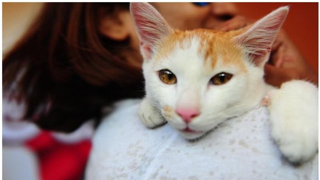 കാസര്കോട് കൊവിഡ് ആശുപത്രിയില്നിന്ന് പിടികൂടിയ 5 പൂച്ചകള് ചത്തു; ആശങ്ക കാസര്കോട് കൊവിഡ് ആശുപത്രിയില്നിന്ന് പിടികൂടിയ 5 പൂച്ചകള് ചത്തു; ആശങ്ക