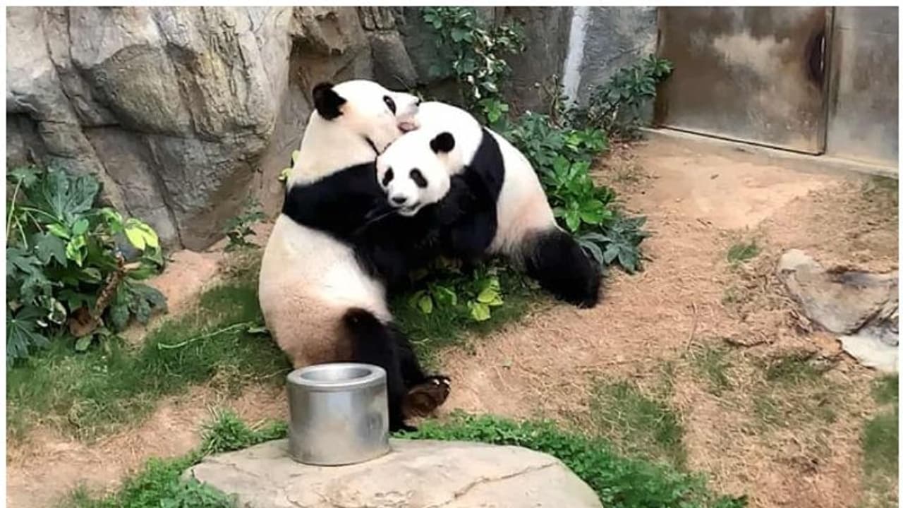 കൊവിഡ് ഭീതിയില് മൃഗശാലയില് ആളൊഴിഞ്ഞു; പത്തുവര്ഷത്തിനിടെ ആദ്യമായി സ്വകാര്യ നിമഷങ്ങളുമായി ഈ ഭീമന് പാണ്ടകള് കൊവിഡ് ഭീതിയില് മൃഗശാലയില് ആളൊഴിഞ്ഞു; പത്തുവര്ഷത്തിനിടെ ആദ്യമായി സ്വകാര്യ നിമഷങ്ങളുമായി ഈ ഭീമന് പാണ്ടകള്