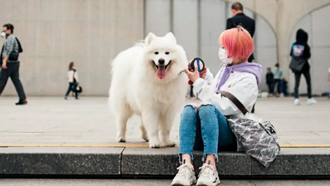 প্রাণীসম্পদ থেকে পোষ্য হল কুকুর, করোনাভাইরাস এর জেরে চিনে বড় সড় রদবদল প্রাণীসম্পদ থেকে পোষ্য হল কুকুর, করোনাভাইরাস এর জেরে চিনে বড় সড় রদবদল