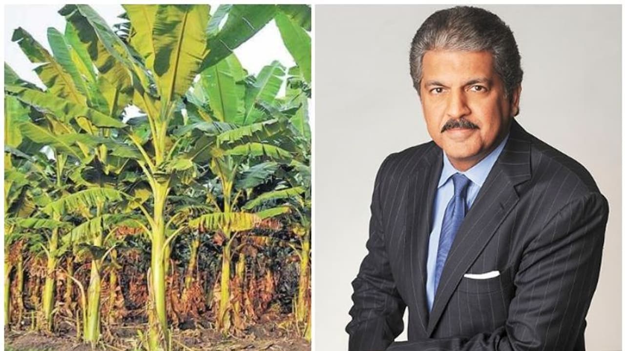 കൊവിഡ് കാലത്ത് വെന്റിലേറ്റര് മാത്രമല്ല, വാഴക്കര്ഷകര്ക്കും മഹീന്ദ്ര കൈത്താങ്ങാവും കൊവിഡ് കാലത്ത് വെന്റിലേറ്റര് മാത്രമല്ല, വാഴക്കര്ഷകര്ക്കും മഹീന്ദ്ര കൈത്താങ്ങാവും