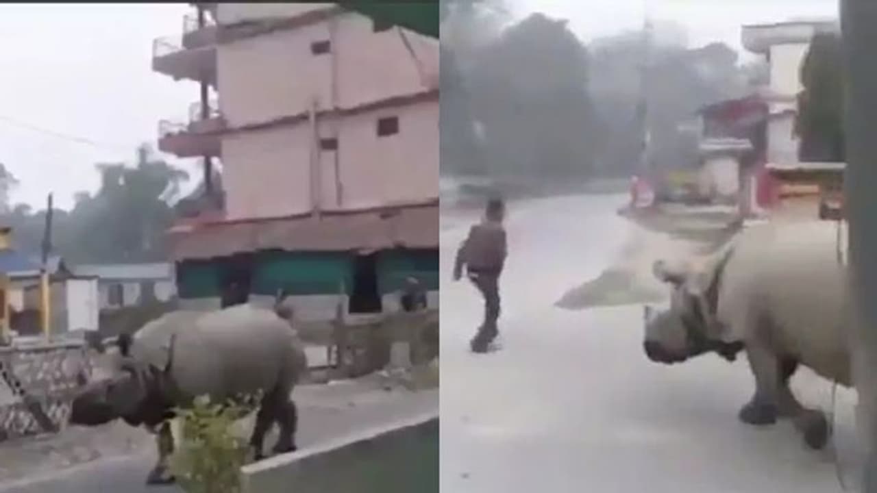 'നാടുകാണാൻ ഇറങ്ങിയതാ..'; തെരുവ് കീഴടക്കി കാണ്ടാമൃഗം, ഓടി രക്ഷപെട്ട് യുവാവ്, വീഡിയോ വൈറൽ 'നാടുകാണാൻ ഇറങ്ങിയതാ..'; തെരുവ് കീഴടക്കി കാണ്ടാമൃഗം, ഓടി രക്ഷപെട്ട് യുവാവ്, വീഡിയോ വൈറൽ