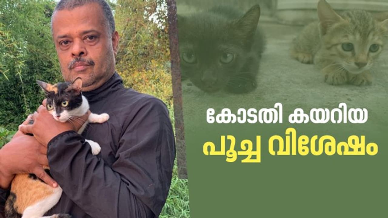 'അവരെ പട്ടിണിക്കിടാൻ പറ്റുമോ?' വീട്ടിലിരിക്കാൻ പറഞ്ഞ ലോക്ക് ഡൗൺ കാലം: പൂച്ചകൾക്ക് വേണ്ടി പ്രകാശ് കോടതി കയറി