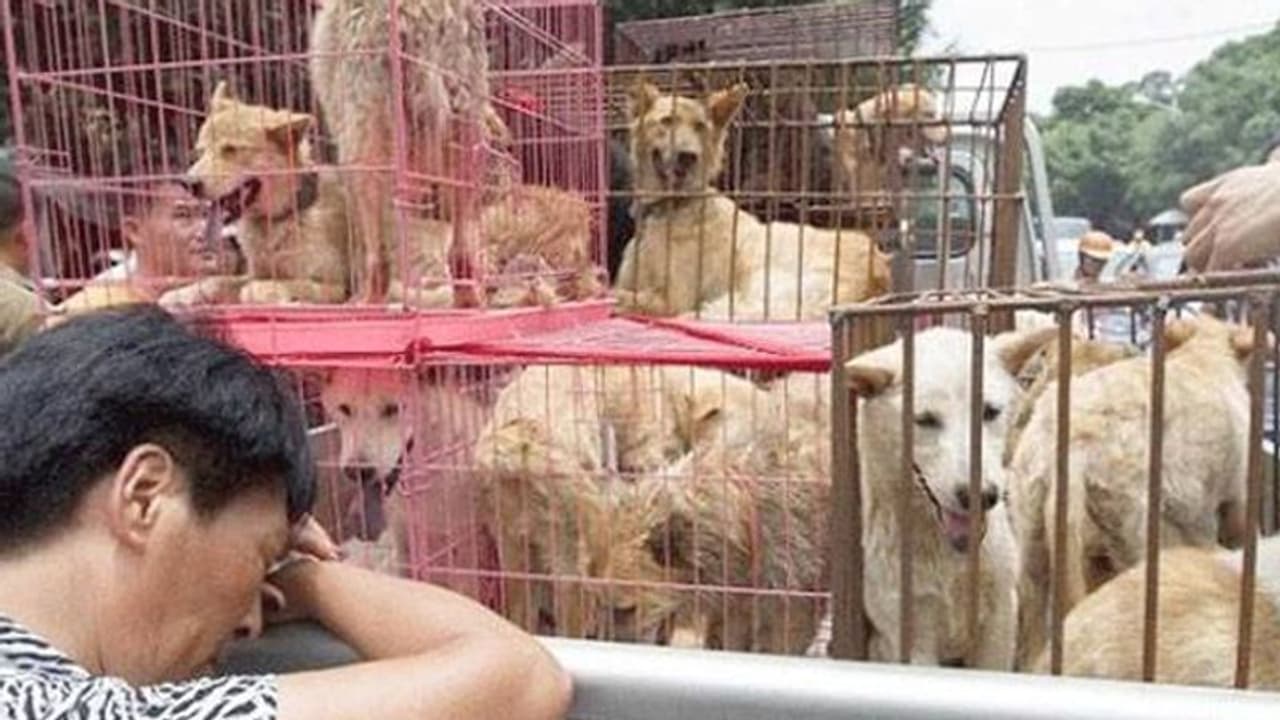 'പട്ടിയിറച്ചി ഇനി കിട്ടില്ല'; ഇറച്ചിക്കായി വളര്ത്താവുന്ന മൃഗങ്ങളുടെ പട്ടിക പുറത്തു വിട്ട് ചൈനീസ് സര്ക്കാര് 'പട്ടിയിറച്ചി ഇനി കിട്ടില്ല'; ഇറച്ചിക്കായി വളര്ത്താവുന്ന മൃഗങ്ങളുടെ പട്ടിക പുറത്തു വിട്ട് ചൈനീസ് സര്ക്കാര്