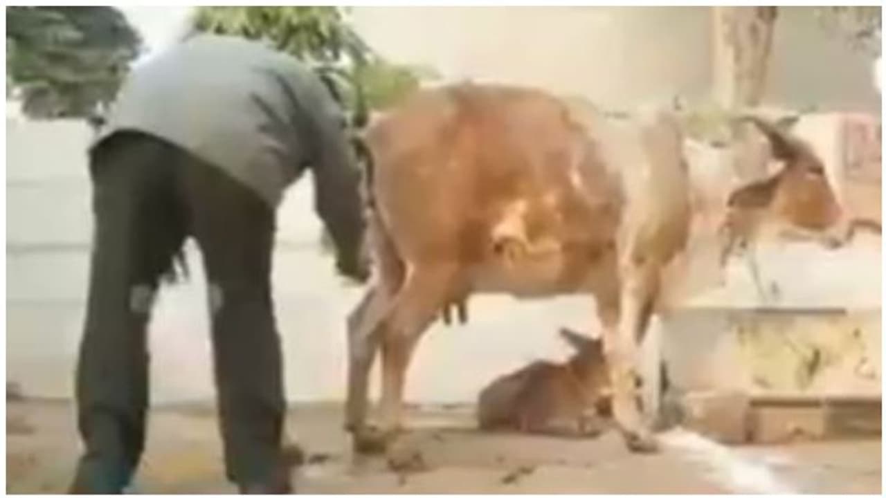 தினமும் 6000 லிட்டர்... கொரோனாவை குறிவைத்து படுஜோராக நடைபெறும் கோமிய விற்பனை..!