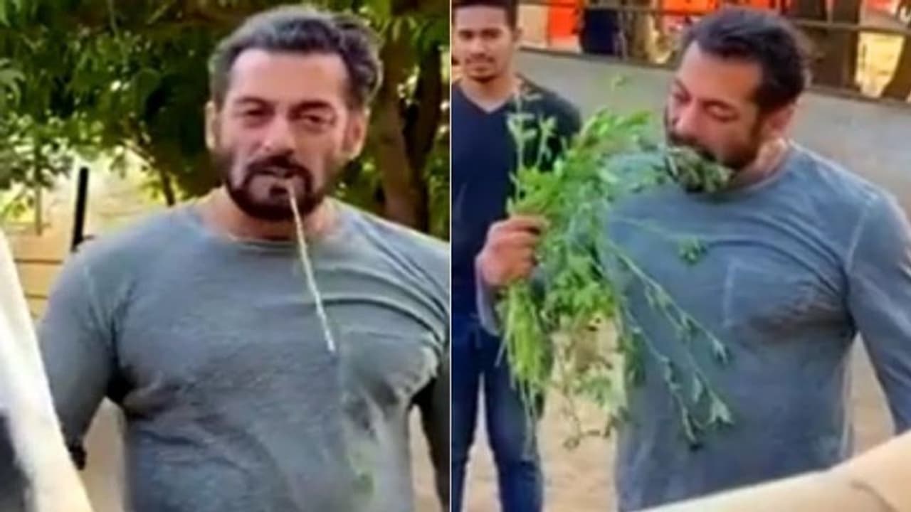 గడ్డి తిన్న సల్మాన్‌ ఖాన్‌.. మరీ ఇంత ప్రేమా..!