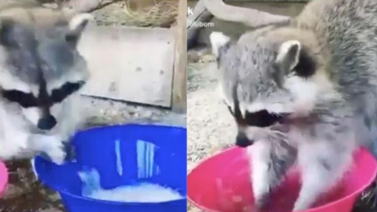 'കൊറോണയല്ലേ, ഞാനും കെെ കഴുകും'; ഇതാ ചിരിപ്പിക്കുന്ന വീഡിയോ കാണാം