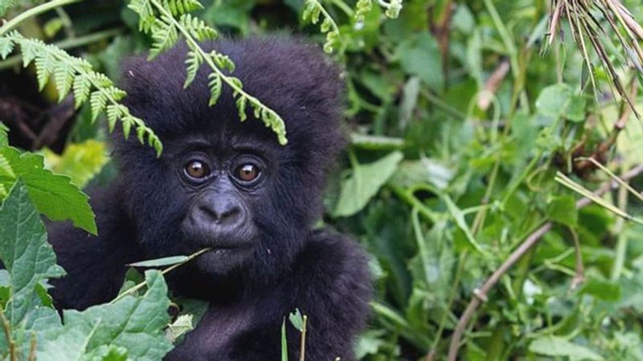 ആൾക്കുരങ്ങുകളെയും ബാധിക്കുമോ കൊറോണ, സംരക്ഷിത സ്ഥലങ്ങളിൽ കടുത്ത നിയന്ത്രണം