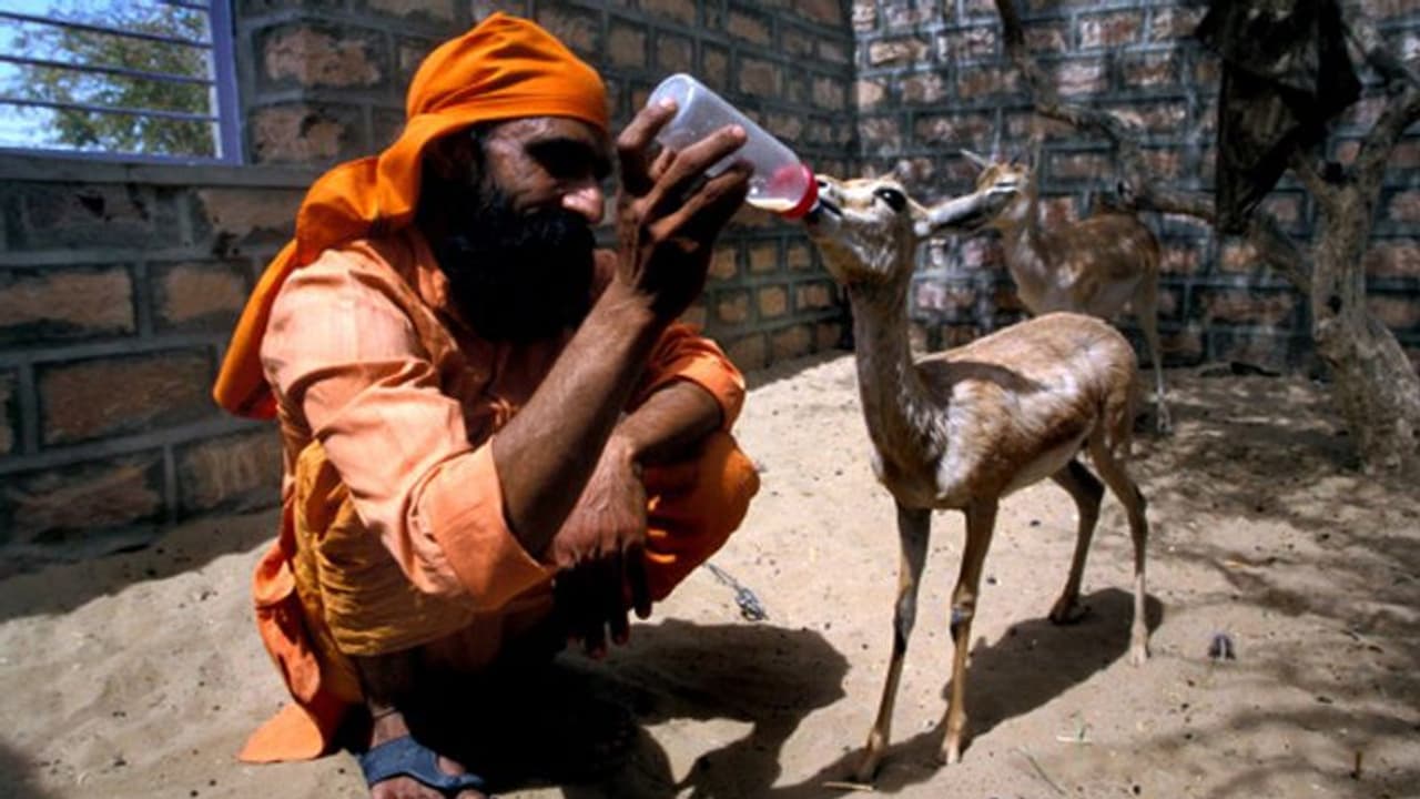ഈ കൊറോണക്കാലം കഴിയുമ്പോഴേക്കെങ്കിലും നാം പ്രകൃതിയെ കുറിച്ച് ബോധമുള്ളവരാകുമോ? ബിഷ്ണോയികൾ പറയുന്നത് ഈ കൊറോണക്കാലം കഴിയുമ്പോഴേക്കെങ്കിലും നാം പ്രകൃതിയെ കുറിച്ച് ബോധമുള്ളവരാകുമോ? ബിഷ്ണോയികൾ പറയുന്നത്