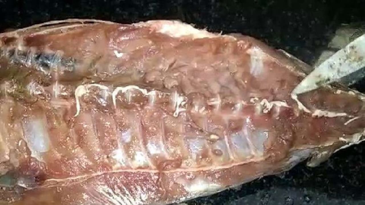 പരിശോധകര്‍ക്കും ഞെട്ടല്‍; ഇന്ന് മാത്രം പിടിച്ചെടുത്തത് 35,786 കിലോഗ്രാം ചീഞ്ഞ മത്സ്യം