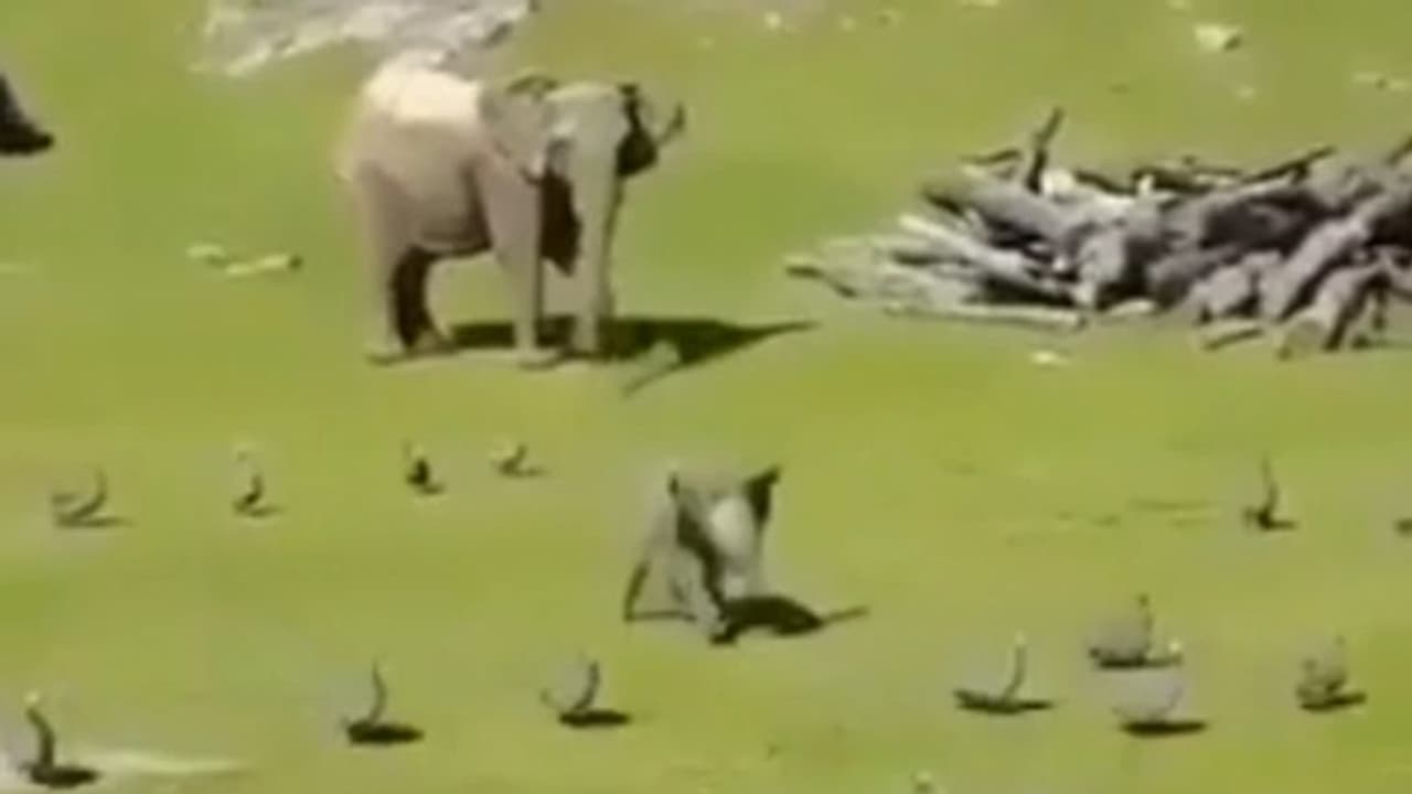 ഏറ്റവും വലിയ വേദനസംഹാരി; വീണിടത്തുനിന്ന് അമ്മയ്ക്കടുത്തേക്കോടുന്ന ആനക്കുട്ടിയെ സ്വീകരിച്ച് ട്വിറ്റര് ഏറ്റവും വലിയ വേദനസംഹാരി; വീണിടത്തുനിന്ന് അമ്മയ്ക്കടുത്തേക്കോടുന്ന ആനക്കുട്ടിയെ സ്വീകരിച്ച് ട്വിറ്റര്