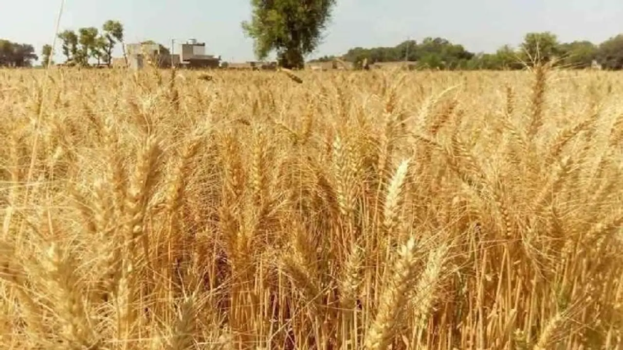 Chikkamagaluru Farmers : ರಾಗಿ ಕೊಯ್ಲು ಯಂತ್ರಗಳ ಅನಿವಾರ್ಯತೆ : ರೈತ ಸುಸ್ತೋ ಸುಸ್ತು