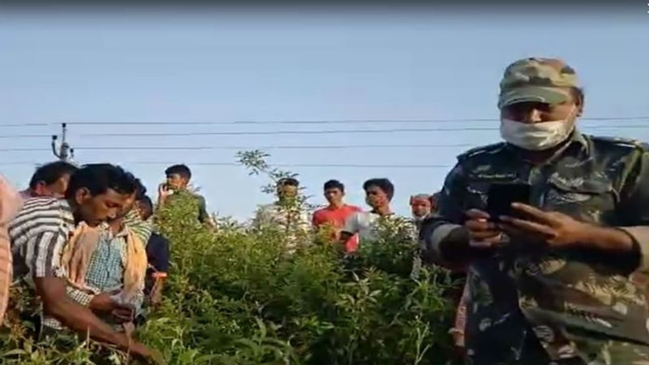 লকডাউনে 'পেটের জ্বালায়' ইটভাটায় কাজ প্রৌঢ়ের, হাতির হানায় হারালেন প্রাণ লকডাউনে 'পেটের জ্বালায়' ইটভাটায় কাজ প্রৌঢ়ের, হাতির হানায় হারালেন প্রাণ