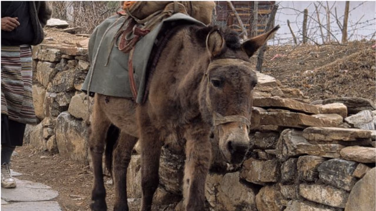 കഴുതപ്പുറത്ത് ഹിമാലയം വഴി ഇന്ത്യയിലേക്ക് കടത്താന് ശ്രമിച്ച ആയിരക്കണക്കിന് ലൈംഗിക കളിപ്പാട്ടങ്ങള് പിടികൂടി കഴുതപ്പുറത്ത് ഹിമാലയം വഴി ഇന്ത്യയിലേക്ക് കടത്താന് ശ്രമിച്ച ആയിരക്കണക്കിന് ലൈംഗിക കളിപ്പാട്ടങ്ങള് പിടികൂടി