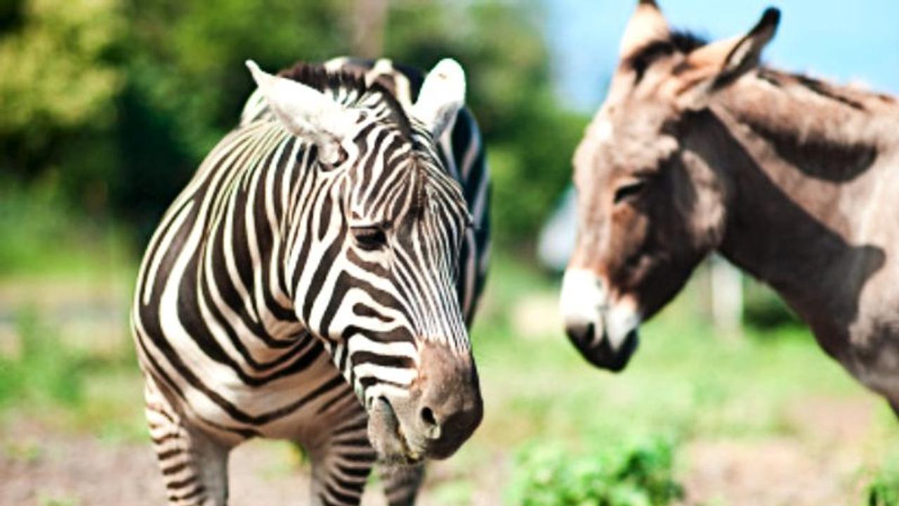 একটি গাধার সঙ্গম সঙ্গিনী হল এক জেব্রা, জন্ম নিল আশ্চর্য জন্তু 'জঙ্কি' একটি গাধার সঙ্গম সঙ্গিনী হল এক জেব্রা, জন্ম নিল আশ্চর্য জন্তু 'জঙ্কি'