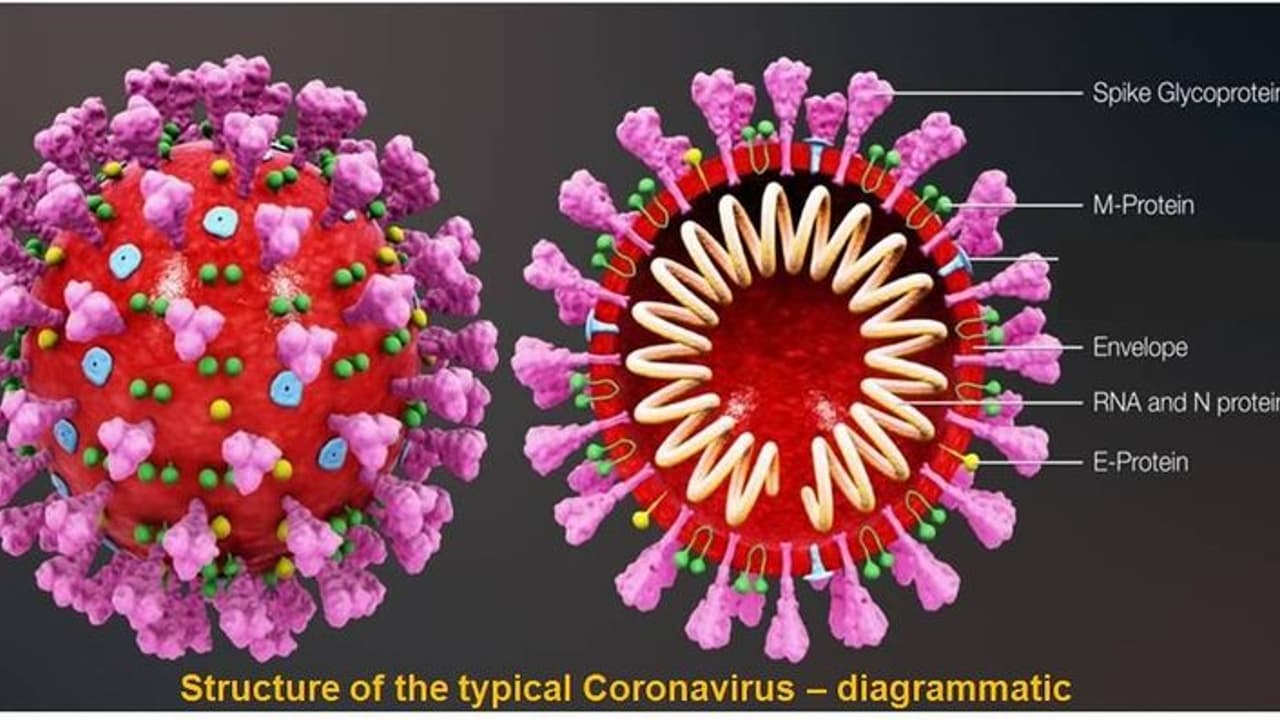 కరోనా సోకి మహిళ మృతి.. ఆమె భర్తకు పాజిటివ్ కరోనా సోకి మహిళ మృతి.. ఆమె భర్తకు పాజిటివ్