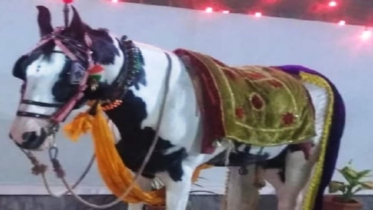 ಕಾಪಾಡು ಭಗವಂತ: ಕೊರೋನಾ ನಿಗ್ರಹಕ್ಕೆ ದೇವರ ಕುದುರೆ ಮೊರೆ! ಕಾಪಾಡು ಭಗವಂತ: ಕೊರೋನಾ ನಿಗ್ರಹಕ್ಕೆ ದೇವರ ಕುದುರೆ ಮೊರೆ!