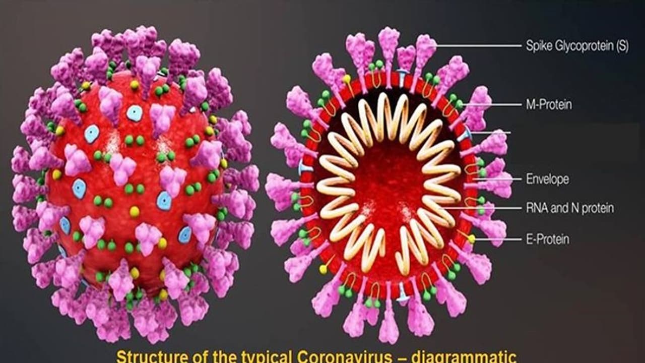 Why coronavirus is so lethal & fast spreading: Its biology, disease, cure & call for united action